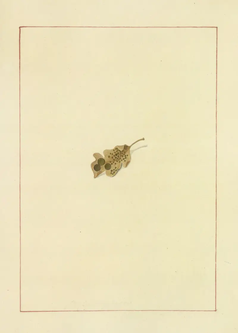 Icons fungorum circa Halifax sponte Nascentium Pl.075 av James Bolton