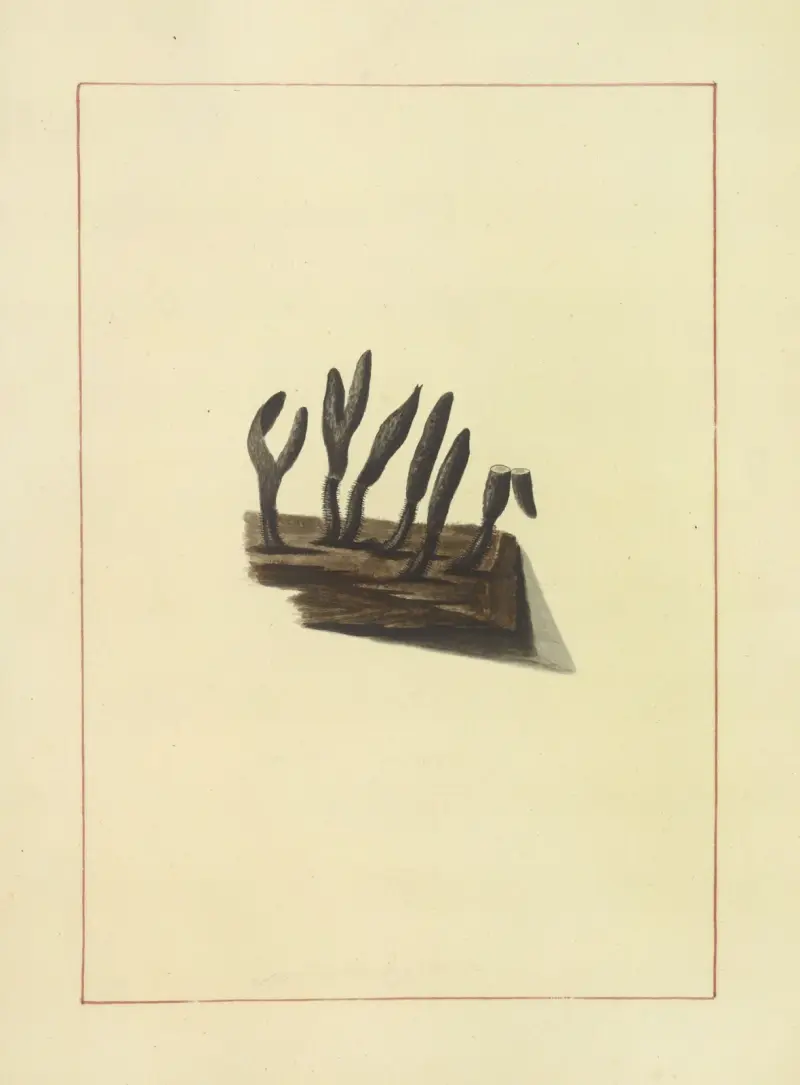 Icons fungorum circa Halifax sponte Nascentium Pl.080 av James Bolton