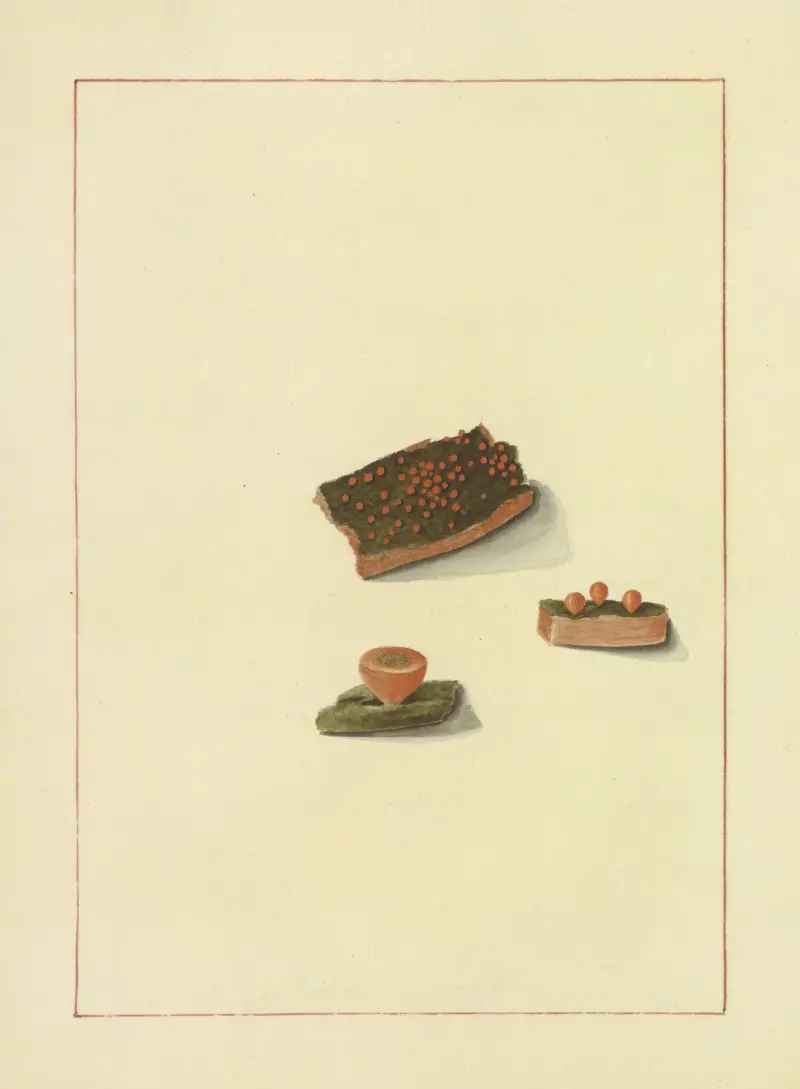 Icons fungorum circa Halifax sponte Nascentium Pl.081 av James Bolton