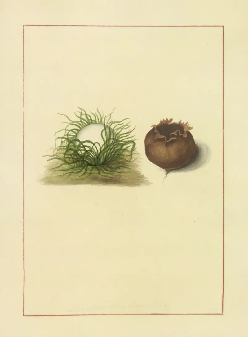 Icons fungorum circa Halifax sponte Nascentium Pl.083 av James Bolton