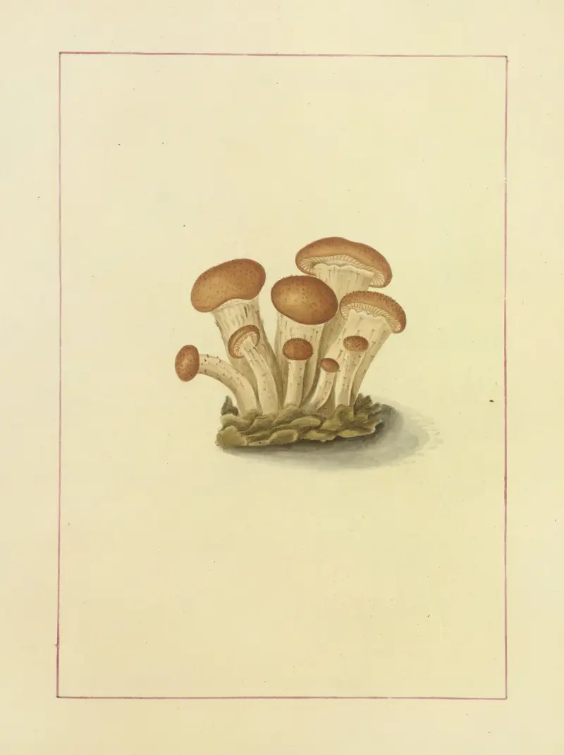 Icons fungorum circa Halifax sponte Nascentium Pl.090 av James Bolton