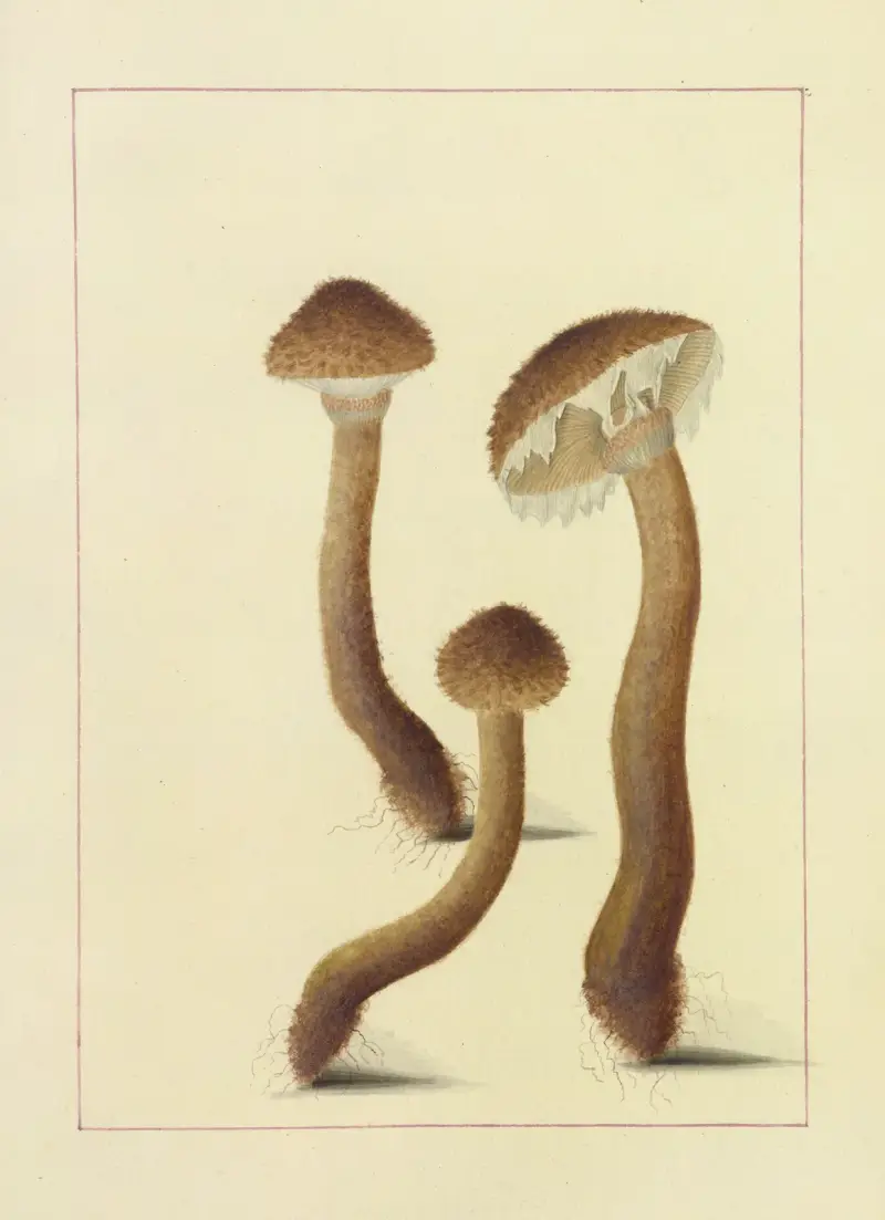 Icons fungorum circa Halifax sponte Nascentium Pl.093 av James Bolton