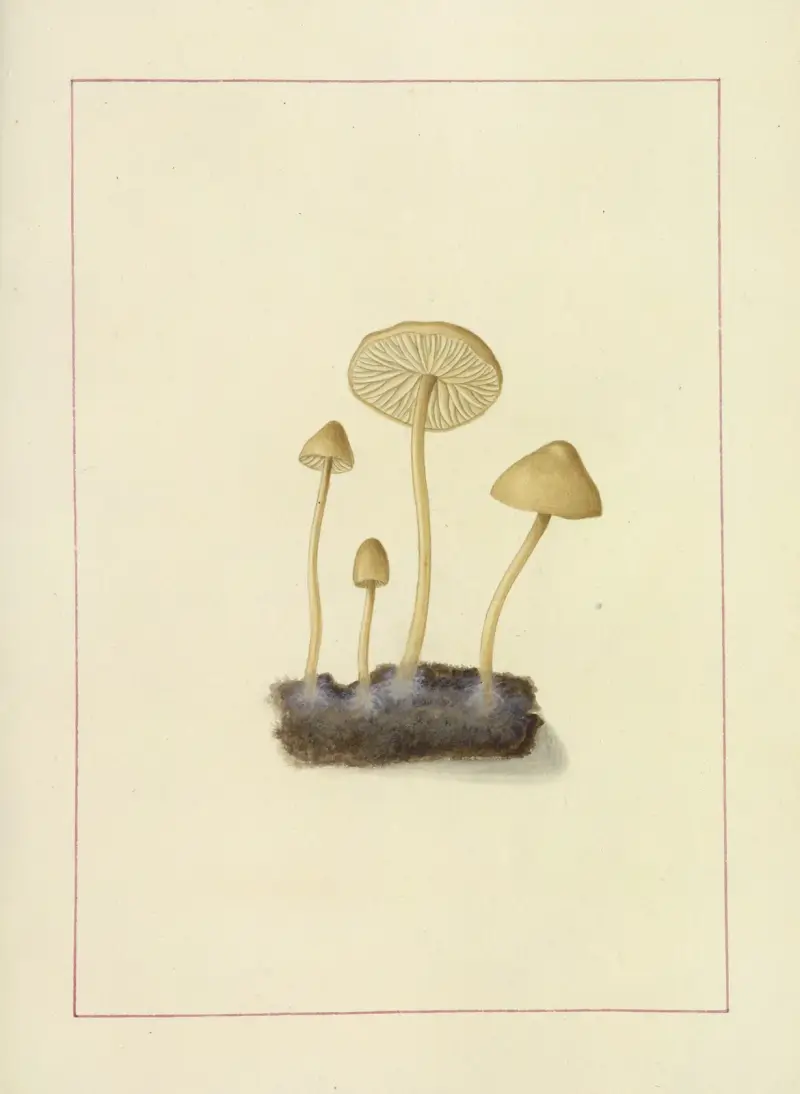 Icons fungorum circa Halifax sponte Nascentium Pl.099 av James Bolton