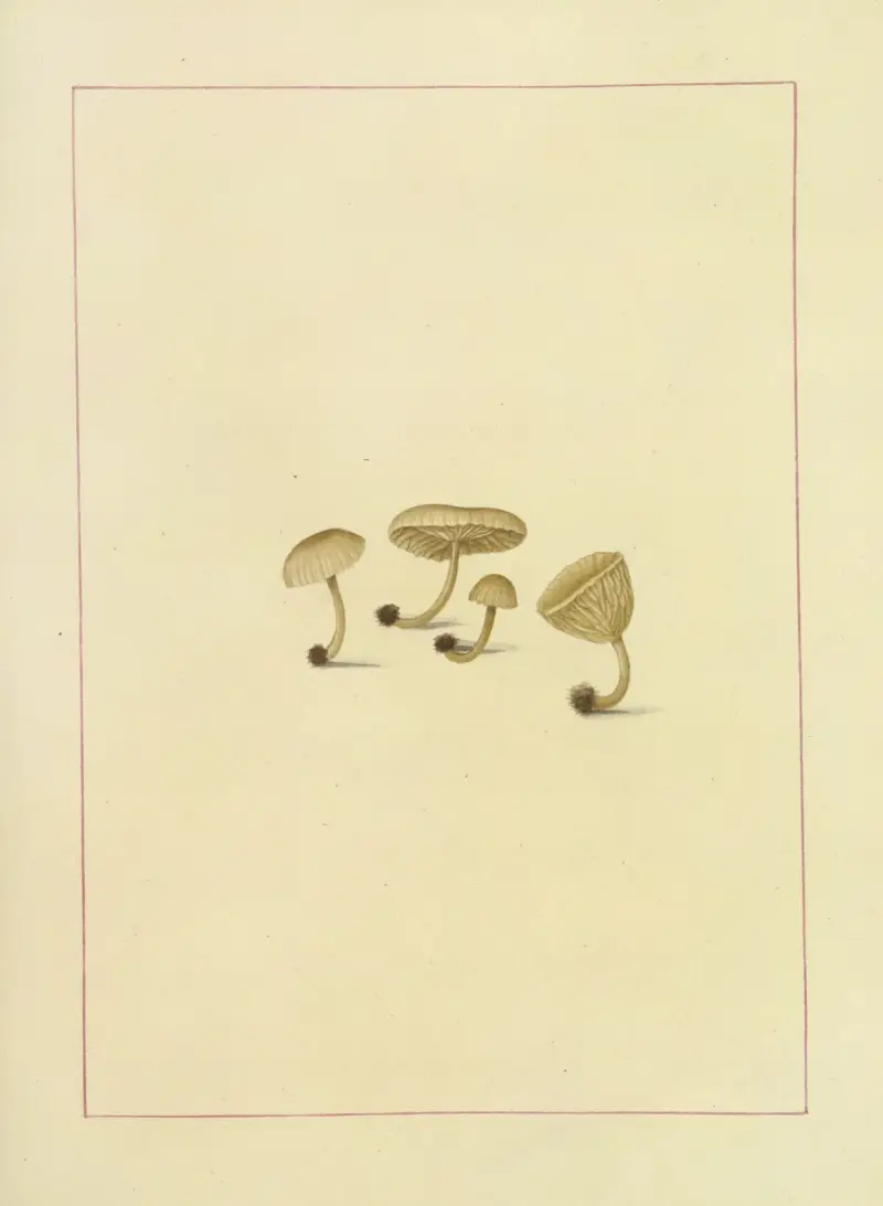 Icons fungorum circa Halifax sponte Nascentium Pl.100 av James Bolton