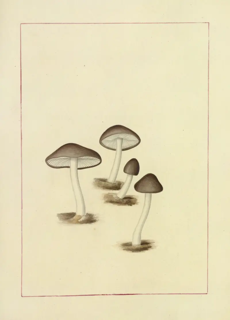 Icons fungorum circa Halifax sponte Nascentium Pl.103 av James Bolton