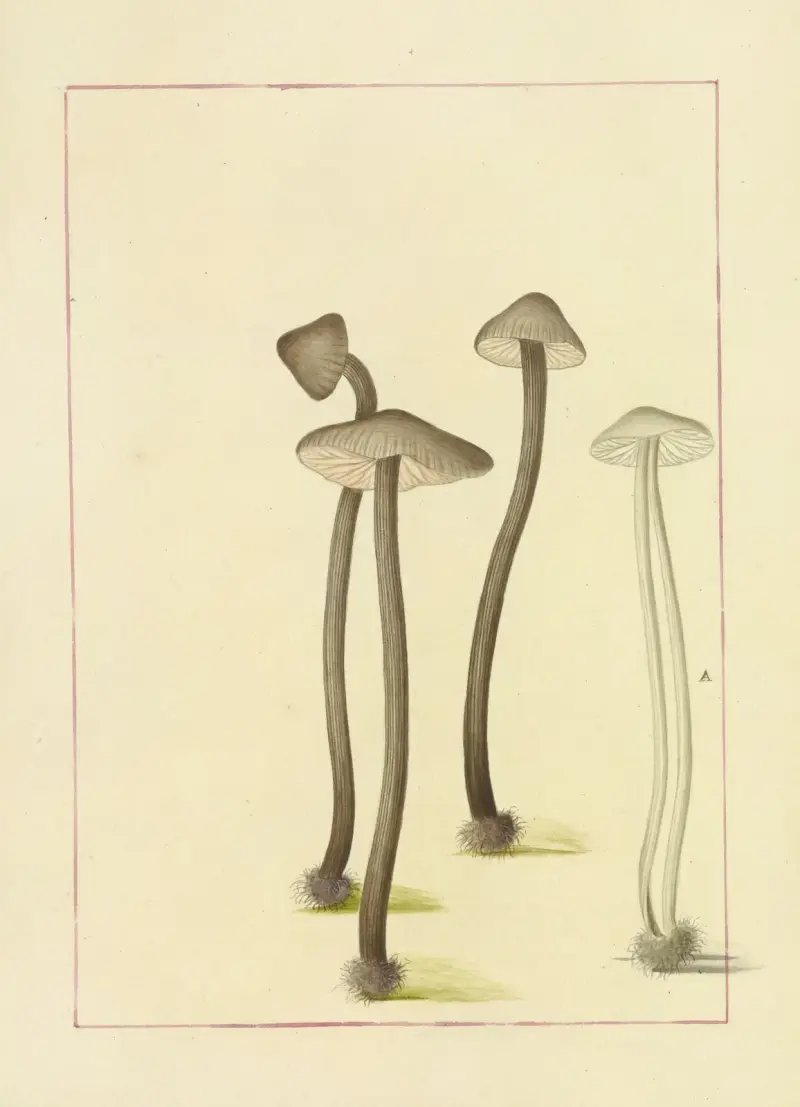 Icons fungorum circa Halifax sponte Nascentium Pl.104 av James Bolton
