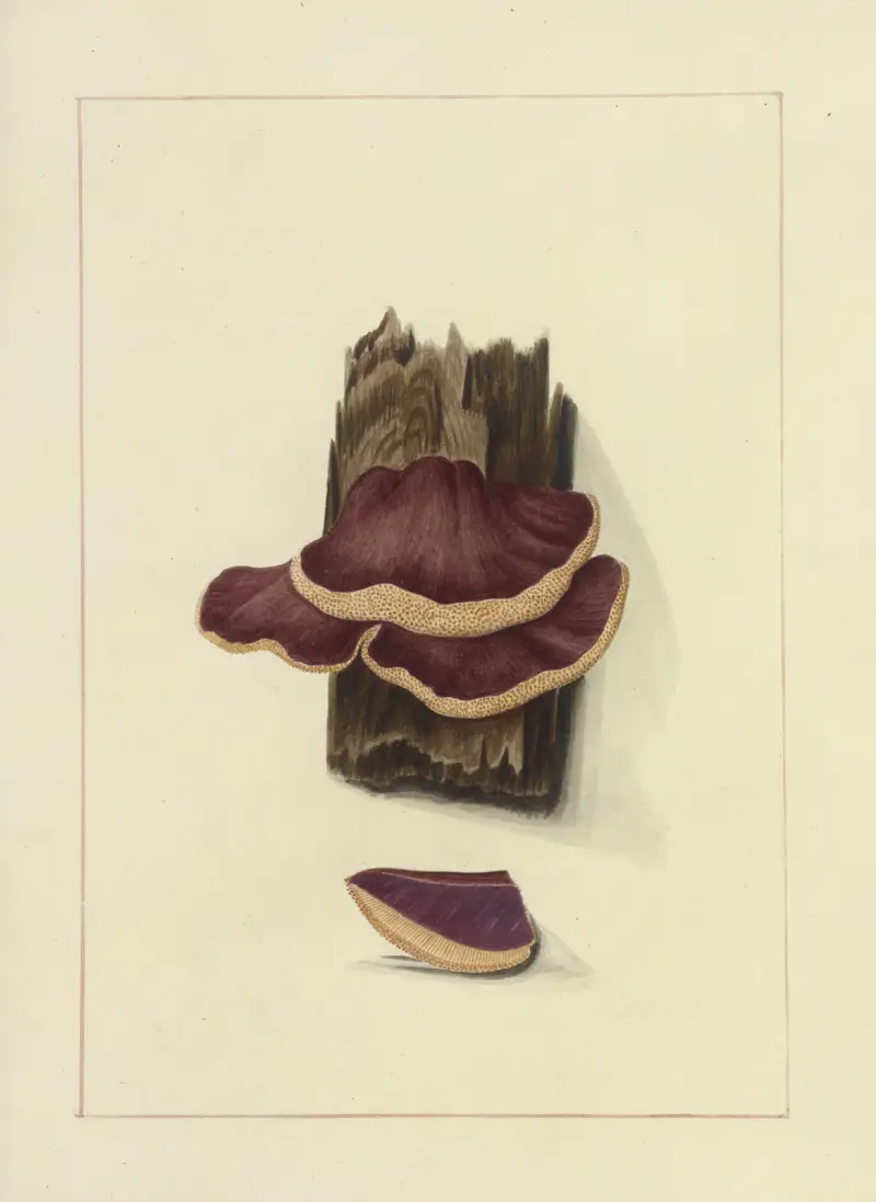 Icons fungorum circa Halifax sponte Nascentium Pl.114 av James Bolton