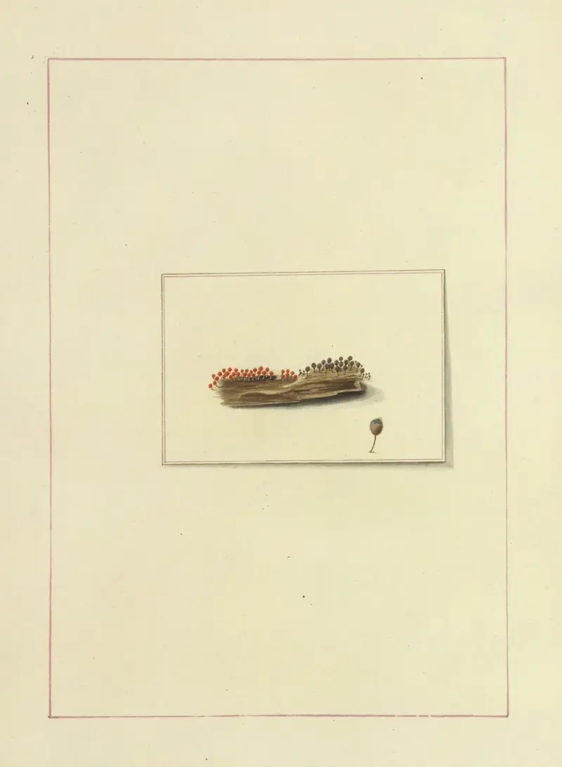 Icons fungorum circa Halifax sponte Nascentium Pl.116 av James Bolton