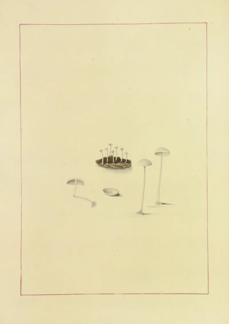 Icons fungorum circa Halifax sponte Nascentium Pl.118 av James Bolton