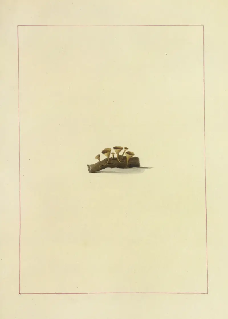Icons fungorum circa Halifax sponte Nascentium Pl.119 av James Bolton