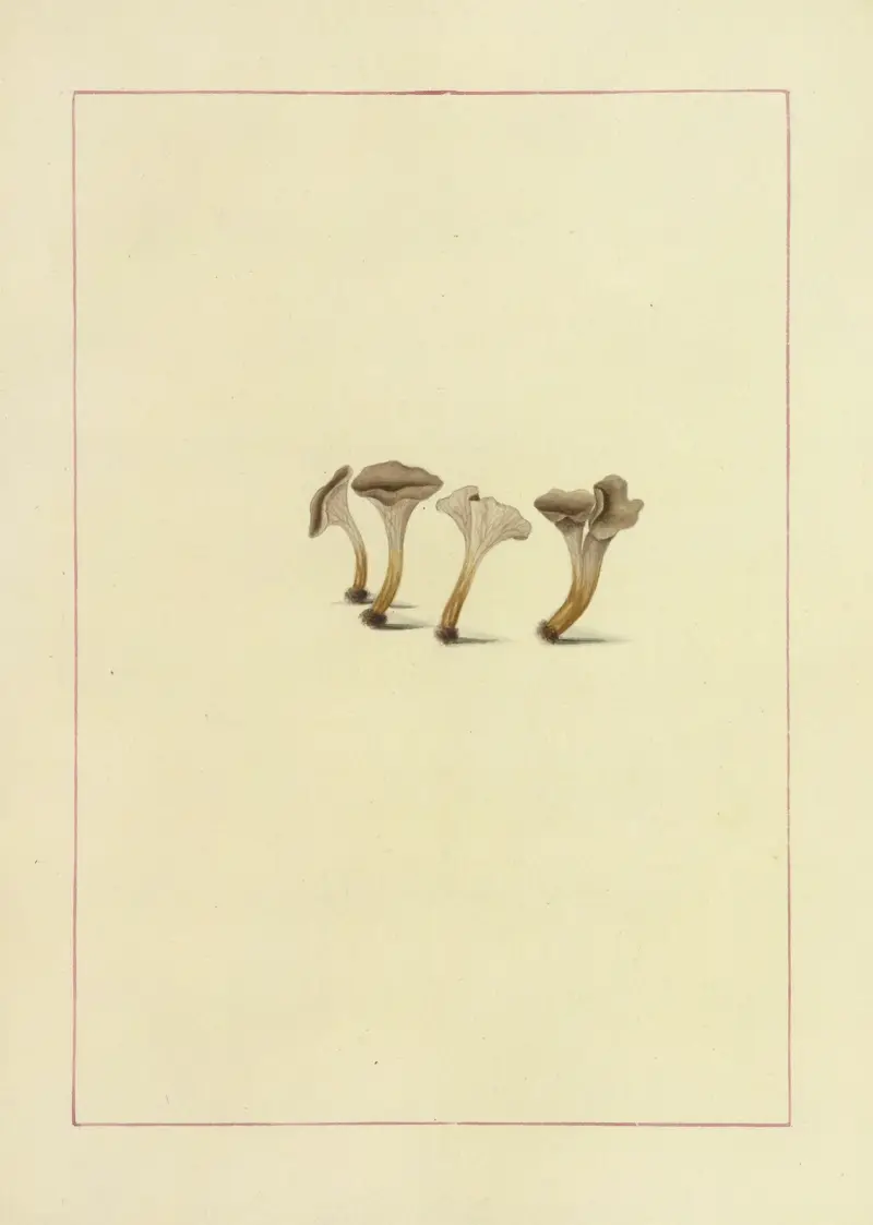 Icons fungorum circa Halifax sponte Nascentium Pl.120 av James Bolton