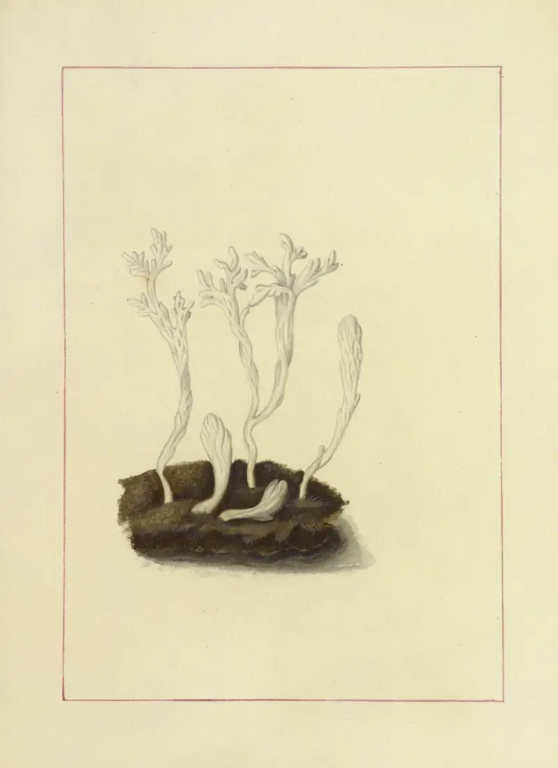 Icons fungorum circa Halifax sponte Nascentium Pl.122 av James Bolton