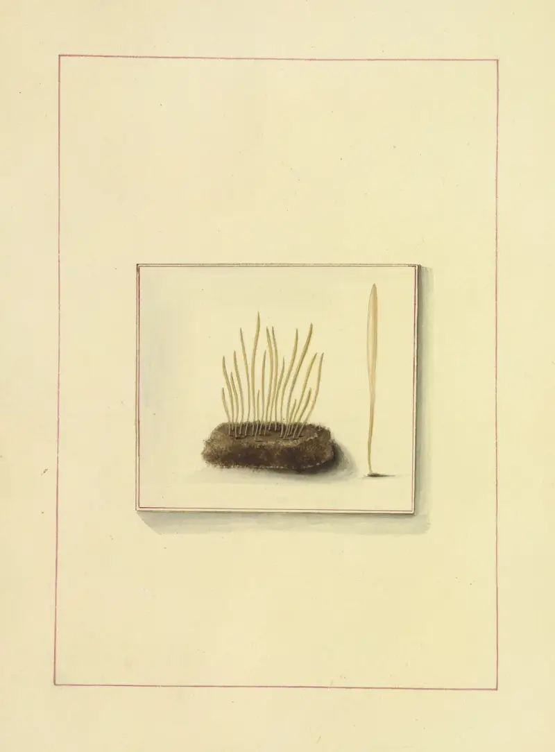Icons fungorum circa Halifax sponte Nascentium Pl.124 av James Bolton