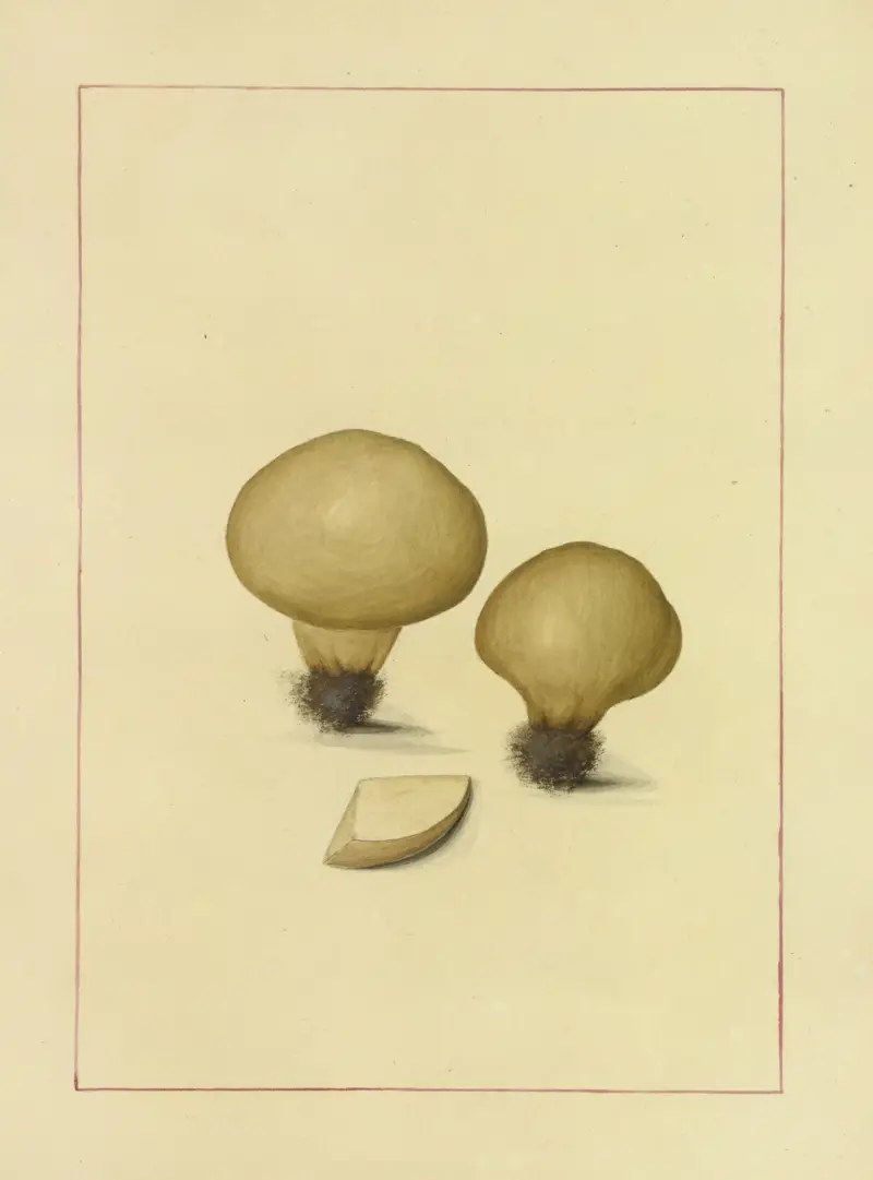Icons fungorum circa Halifax sponte Nascentium Pl.128 av James Bolton
