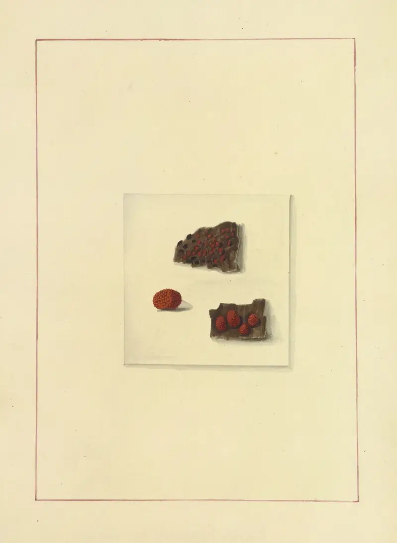 Icons fungorum circa Halifax sponte Nascentium Pl.129 av James Bolton