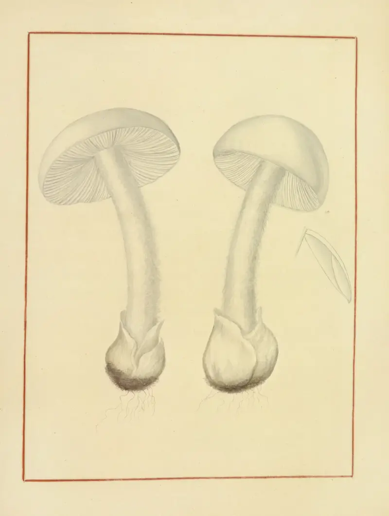 Icons fungorum circa Halifax sponte Nascentium Pl.146 av James Bolton
