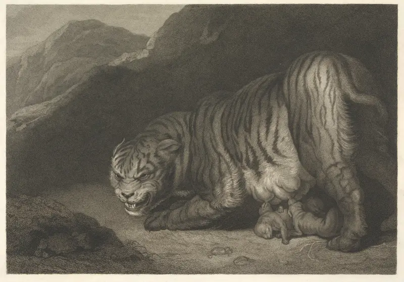 Tigřice, James Northcote