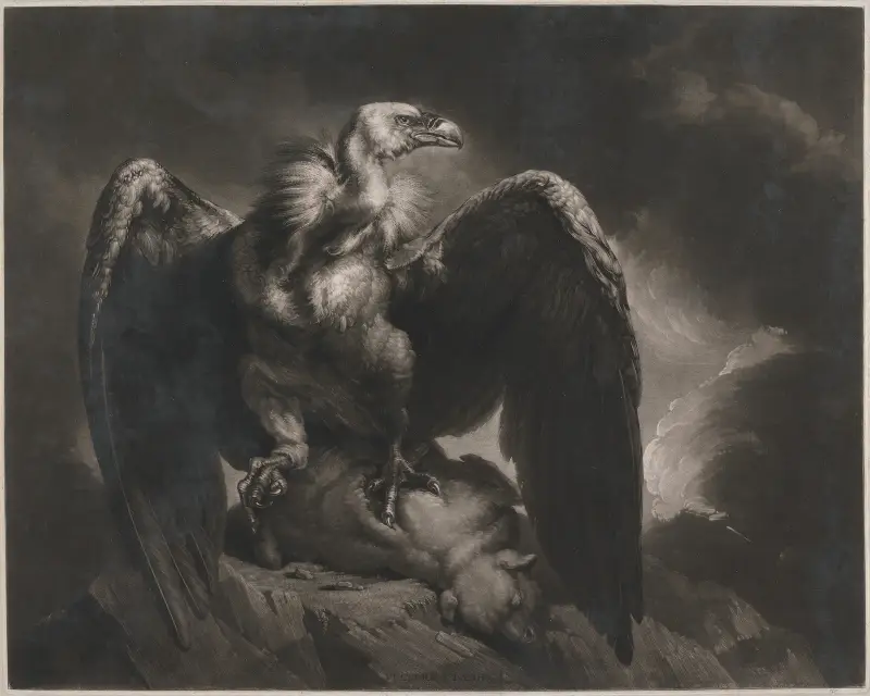 Gänsegeier und Lamm von James Northcote