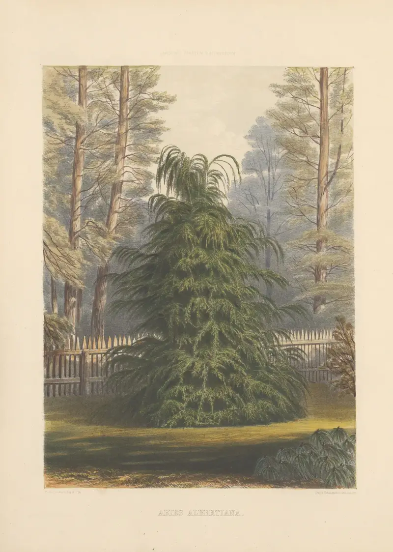 Abies Albertiana av Edward James Ravenscroft