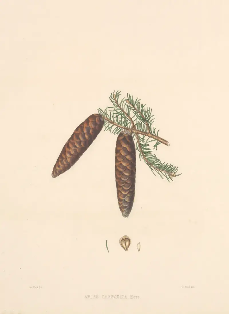 Abies carpatica von Edward James Ravenscroft