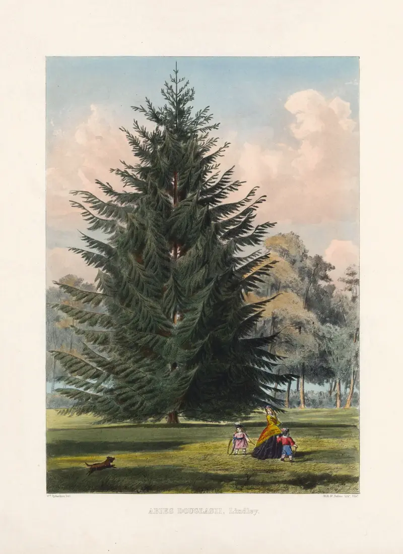 Abies Douglasii av Edward James Ravenscroft