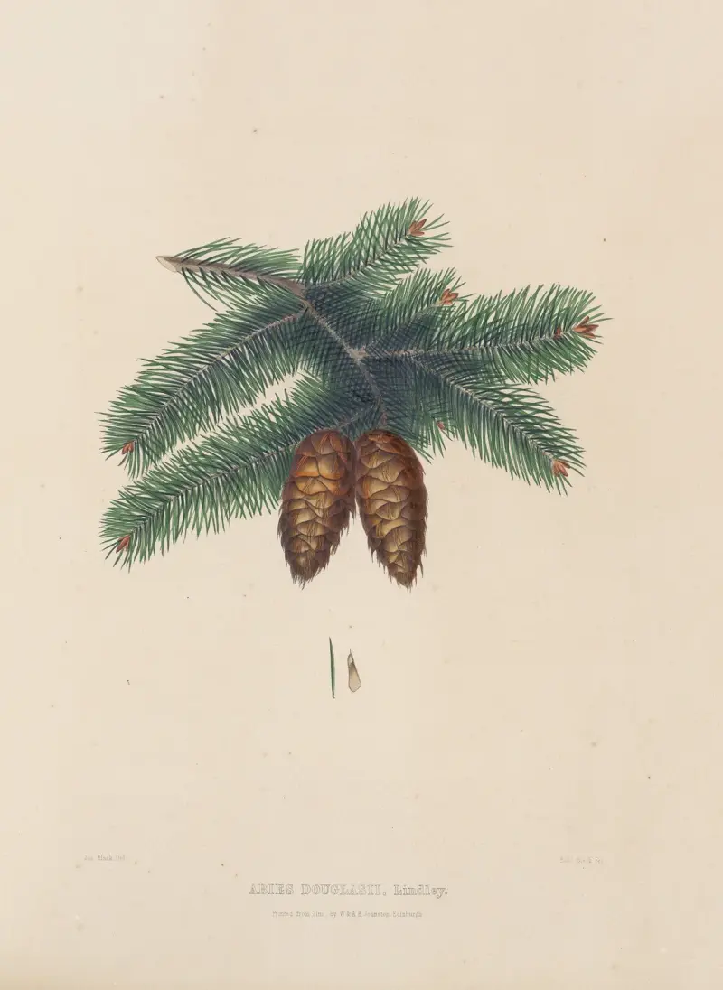 Abies Douglasii av Edward James Ravenscroft