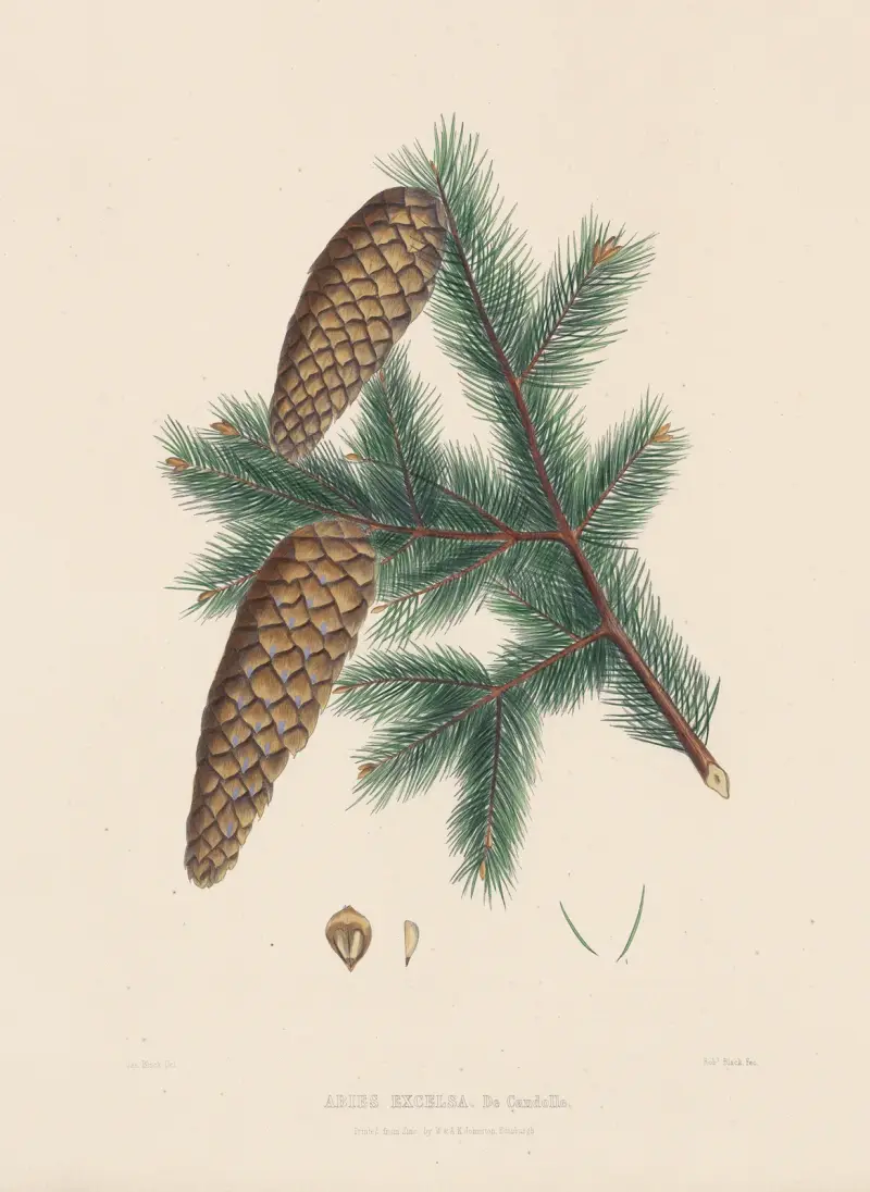Abies excelsa von Edward James Ravenscroft