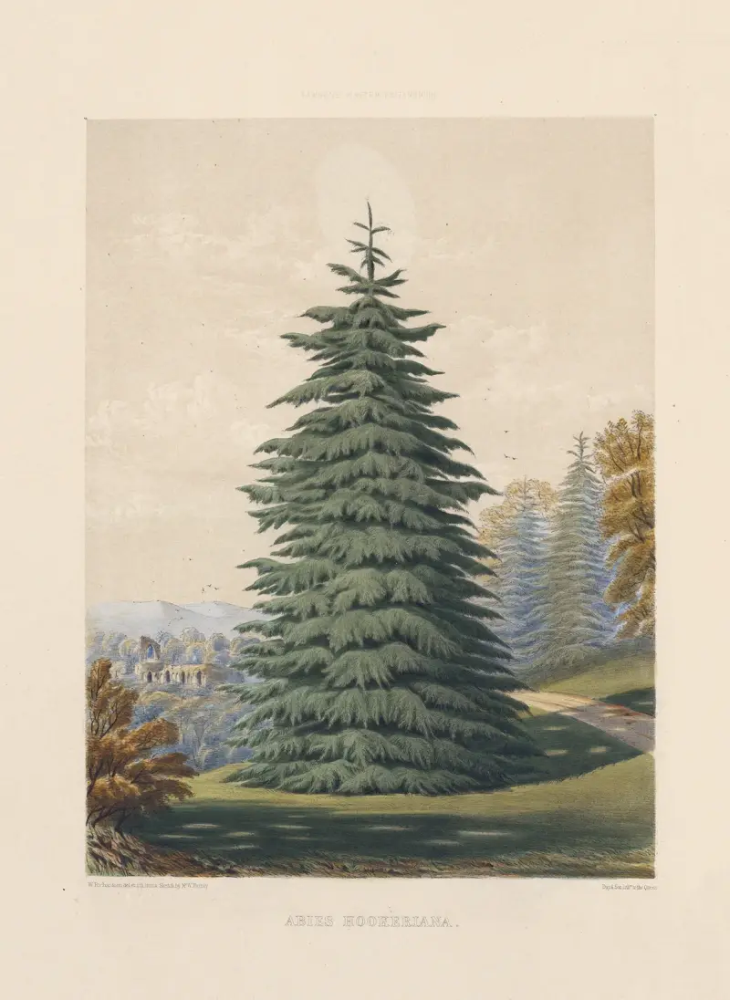 Abies hookeriana av Edward James Ravenscroft