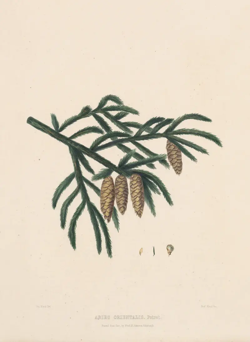 Abies orientalis av Edward James Ravenscroft