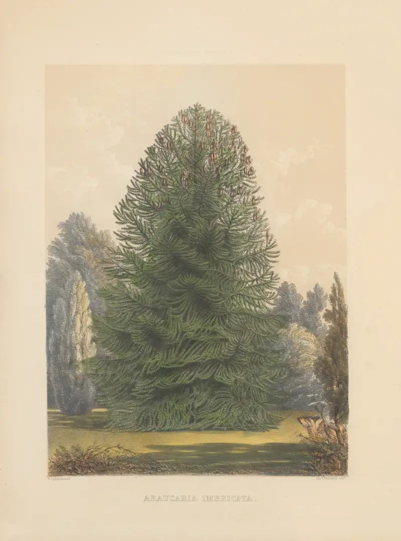 Araucaria imbricata, 1884 – nr 2 av Edward James Ravenscroft