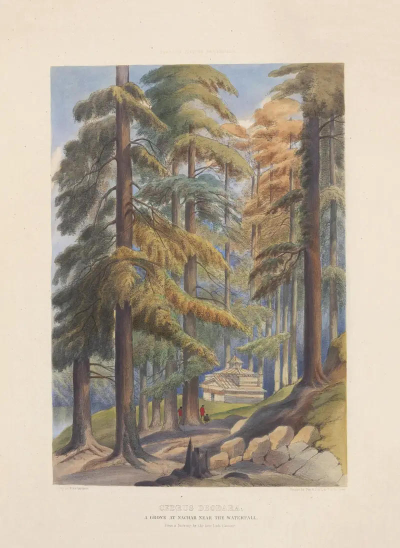 Cedrus deodara – A Grove of Deodars at Nachar av Edward James Ravenscroft