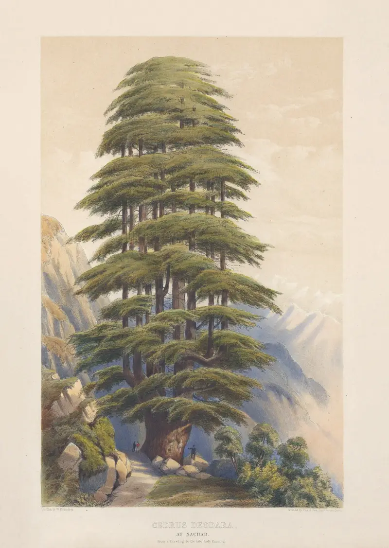 Cedrus deodara – Två deodarer vid Nachar av Edward James Ravenscroft