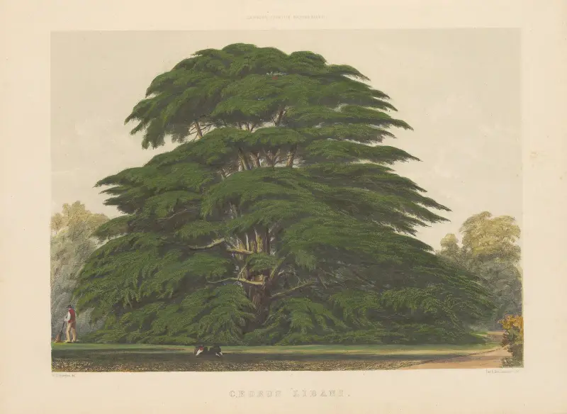 Cedrus libani, 1884 – Nr. 2 von Edward James Ravenscroft