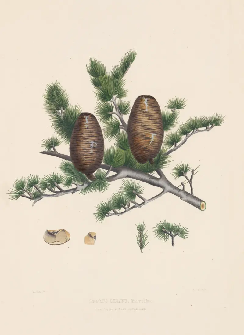 Cedrus libani, 1884 – Nr. 1, Edward James Ravenscroft