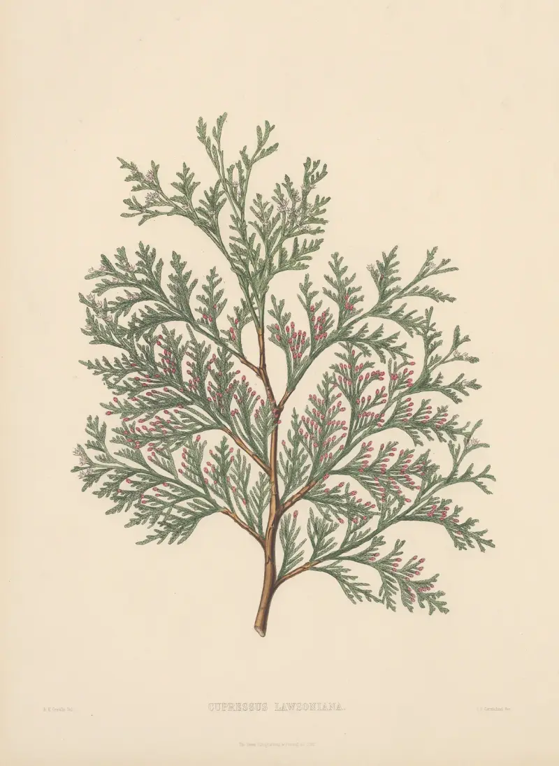 Cupressus Lawsoniana av Edward James Ravenscroft