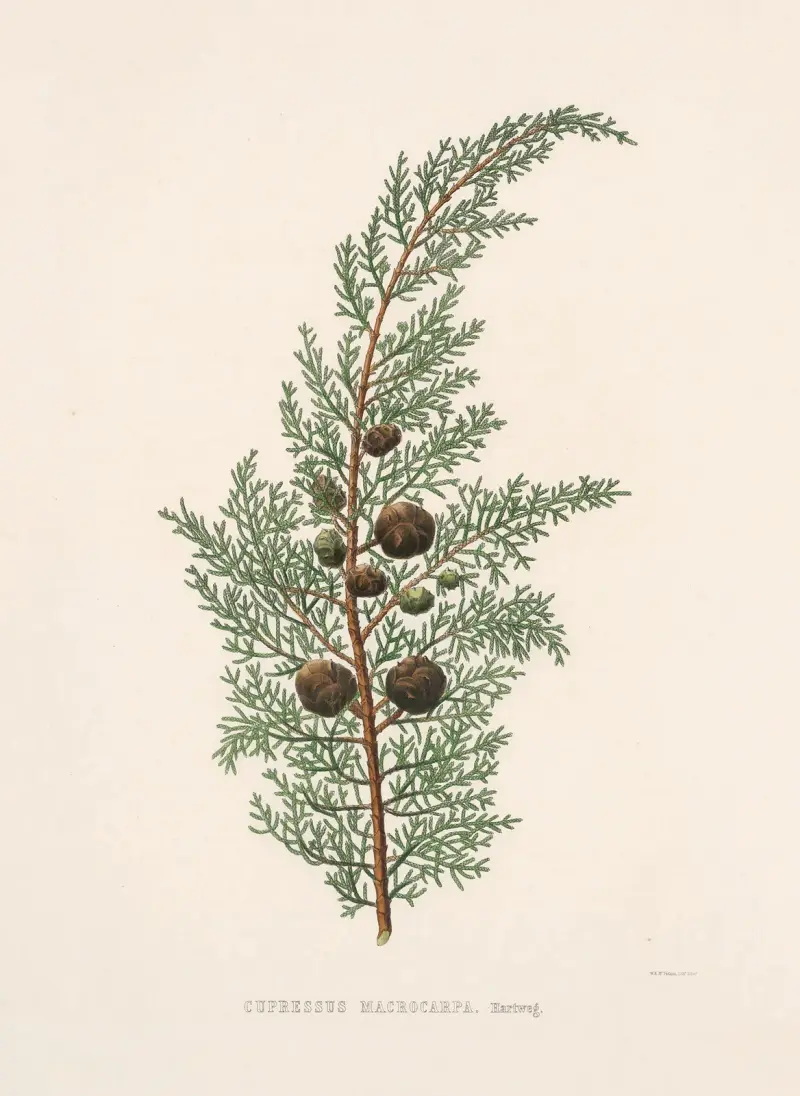 Cupressus macrocarpa, Edward James Ravenscroft