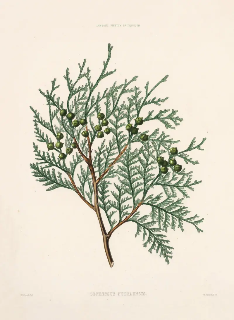 Cupressus nutkaensis av Edward James Ravenscroft