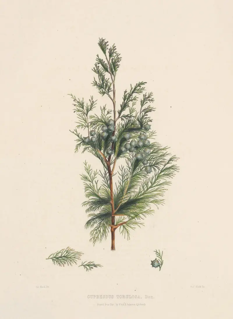 Cupressus torulosa, Edward James Ravenscroft