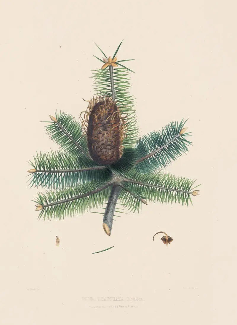 Picea bracteata, Edward James Ravenscroft