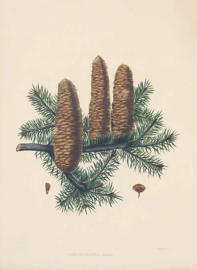 Picea cephalonica von Edward James Ravenscroft