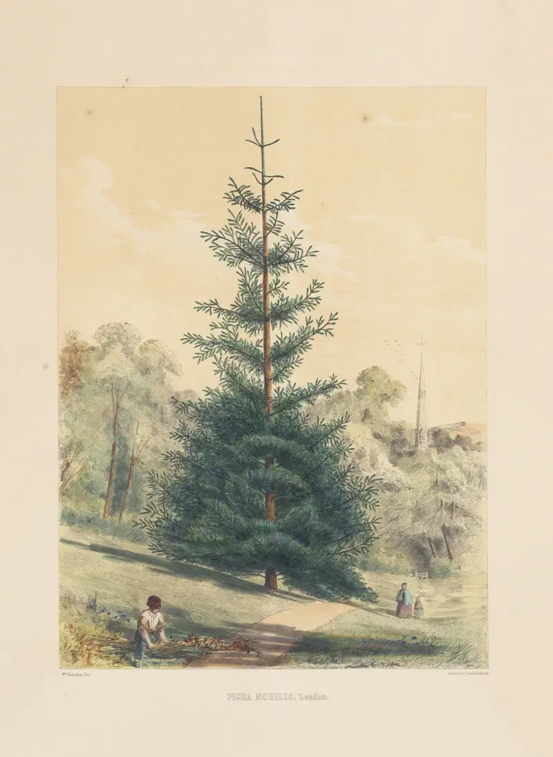 Picea nobilis, 1884 – nr 2 av Edward James Ravenscroft