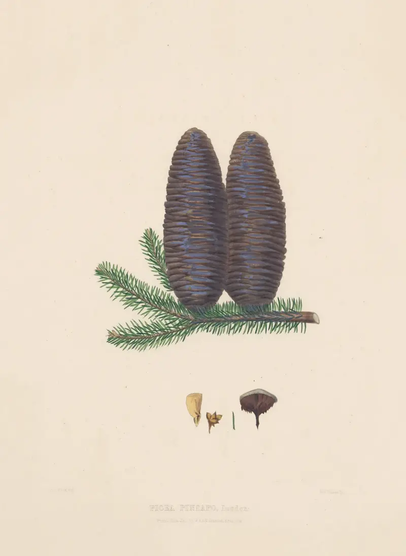 Picea pinsapo von Edward James Ravenscroft