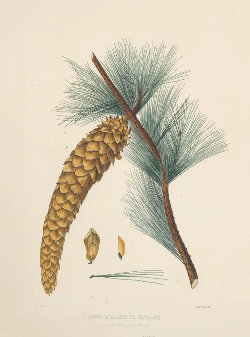 Pinus Ayacahuite von Edward James Ravenscroft
