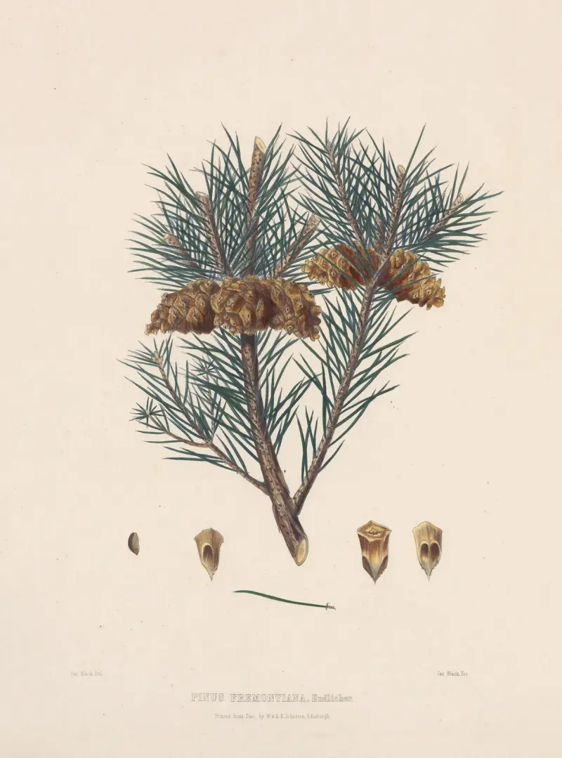 Pinus fremontiana av Edward James Ravenscroft