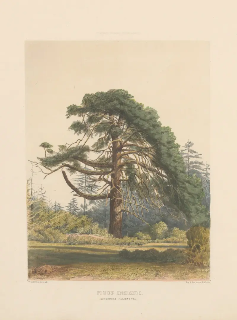 Pinus insignis, 1884 – Nr. 1, Edward James Ravenscroft
