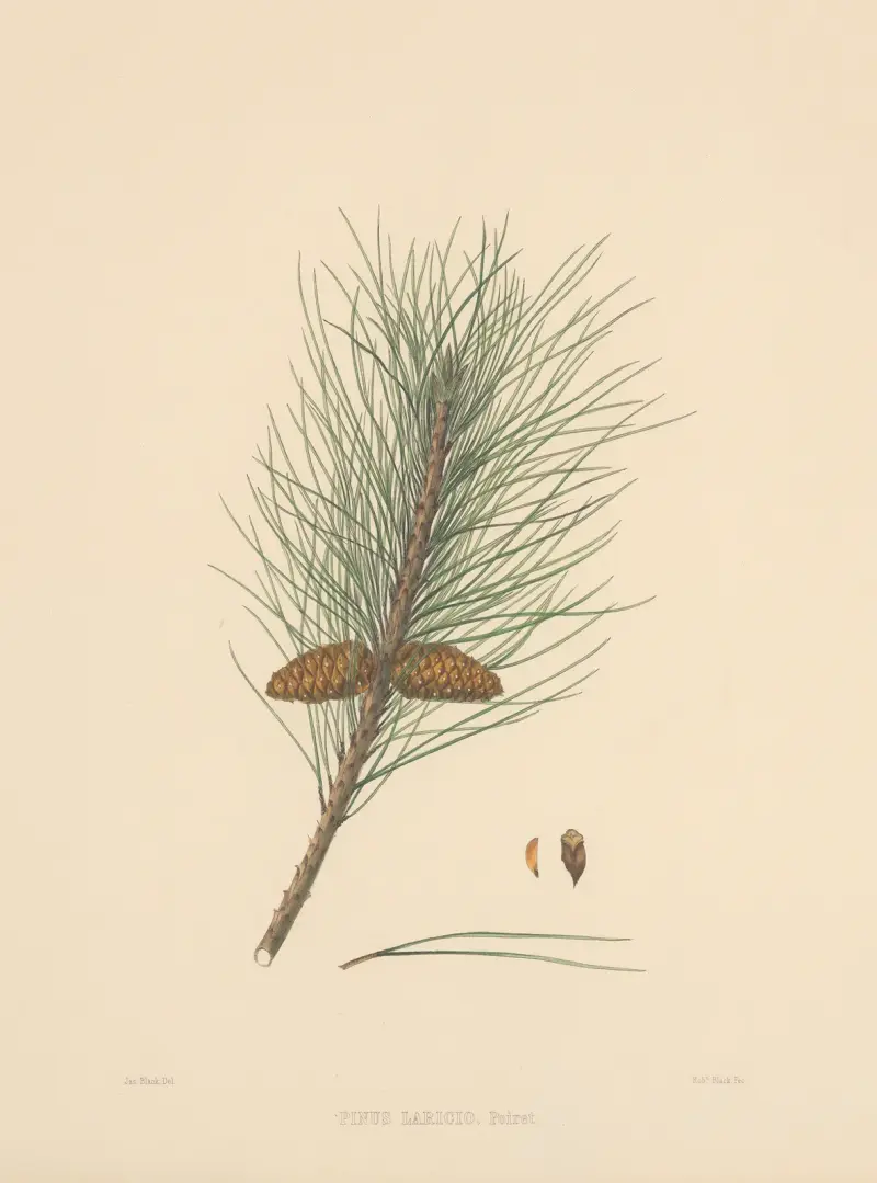 Pinus Laricio von Edward James Ravenscroft