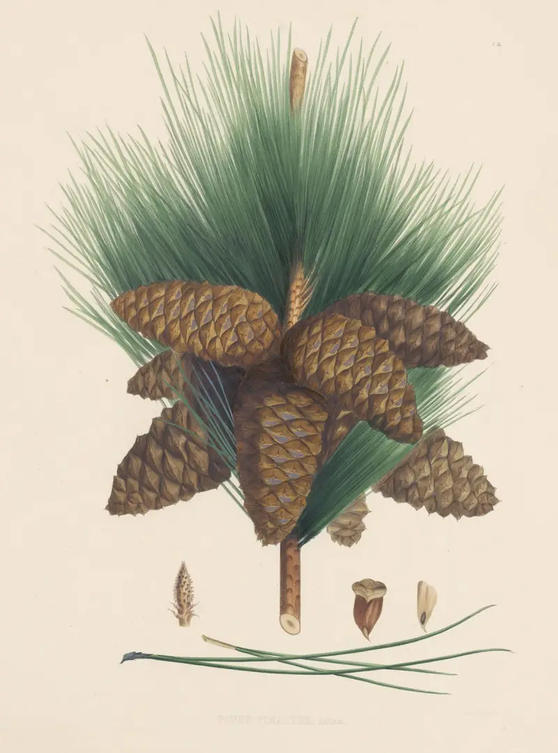 Pinus pinaster von Edward James Ravenscroft