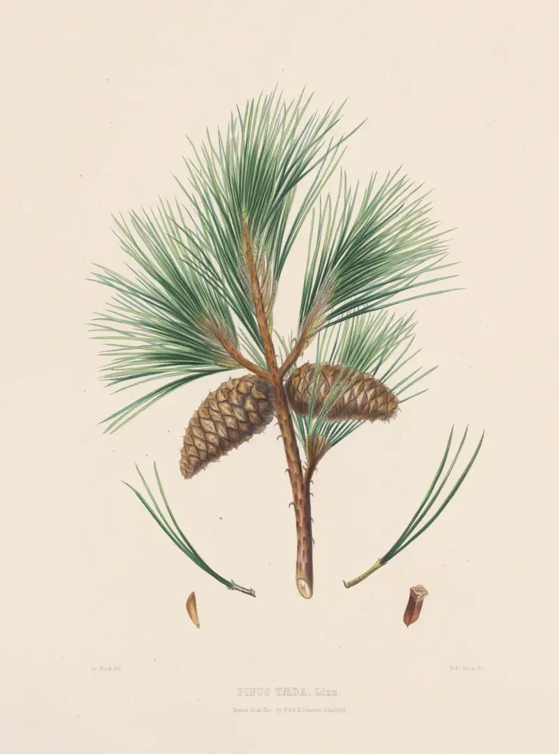 Pinus taeda von Edward James Ravenscroft