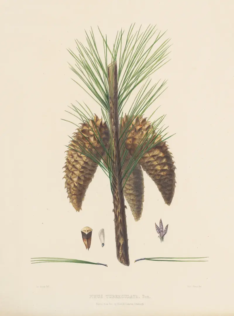 Pinus tuberculata von Edward James Ravenscroft
