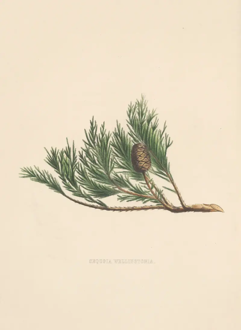 Sequoia wellingtonia von Edward James Ravenscroft